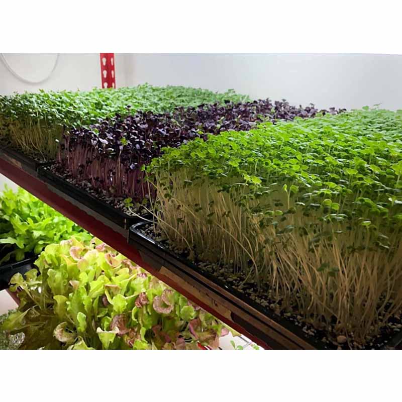 Made in India Plastic Paddy Seedling Tray for Agriculture Farming